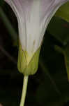 Hedge false bindweed